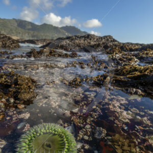 Giant green anemone in a tide pool of Weston Beach, Point Lobos, Monterey, California - Nature Stock Photo Agency