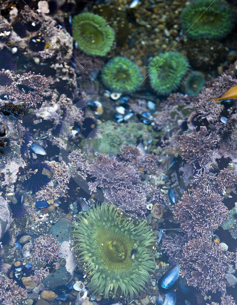 Giant green anemone lineups in tide pools, Point Lobos State Natural Reserve, Monterey, California - Nature Stock Photo Agency