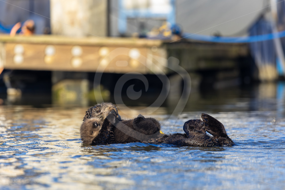 Mother Sea otter (Enhydra lutris) with her cub floating in a small harbour, South California - Nature Stock Photo Agency