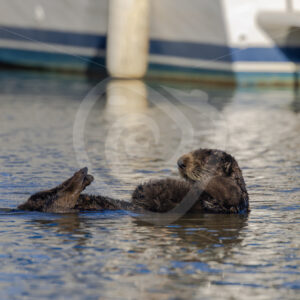 Mother Sea otter (Enhydra lutris) with her cub in a small harbour, South California - Nature Stock Photo Agency