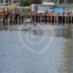 Mother sea otter (Enhydra lutris) with her cub in Morro Bay, California - Nature Stock Photo Agency