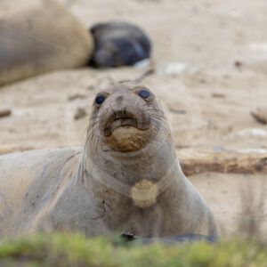 Young elephant seal (Mirounga angustirostris) in San Simeon, California - Nature Stock Photo Agency