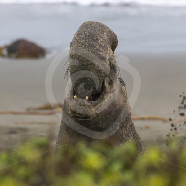 Young male northern elephant seal roaring on the beaches of San Simeon, California - Nature Stock Photo Agency