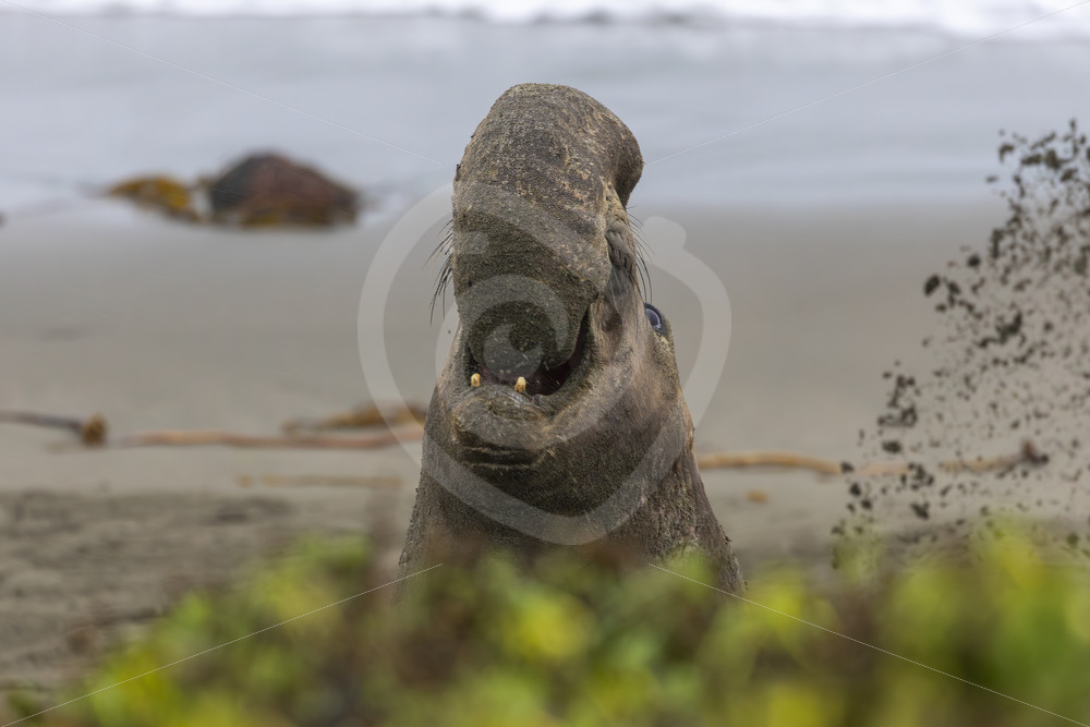 Young male northern elephant seal roaring on the beaches of San Simeon, California - Nature Stock Photo Agency Young male northern elephant seal roaring on the beaches of San Simeon, California - Nature Stock Photo Agency