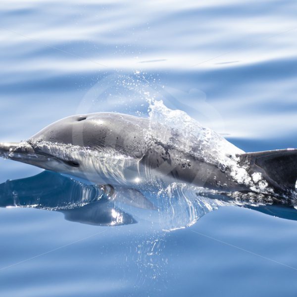 Bottle nose dolphin - Nature Stock Photo Agency