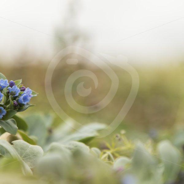 Oysterplant on the shore in Shetland - Nature Stock Photo Agency