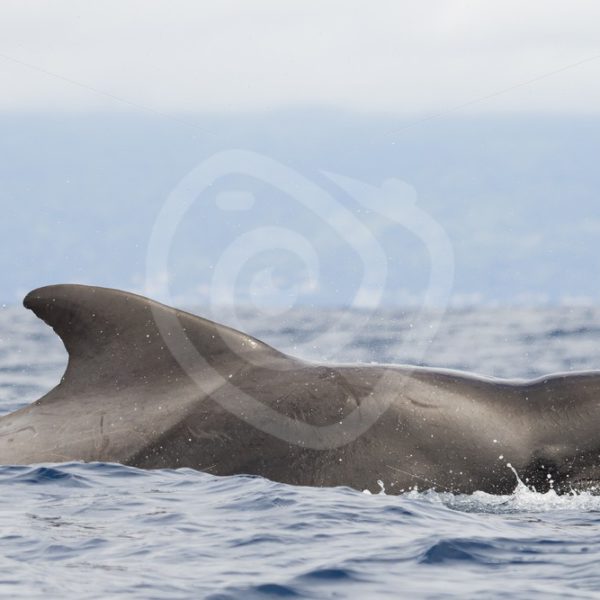 Pilot whale resting on ocean surface - Nature Stock Photo Agency