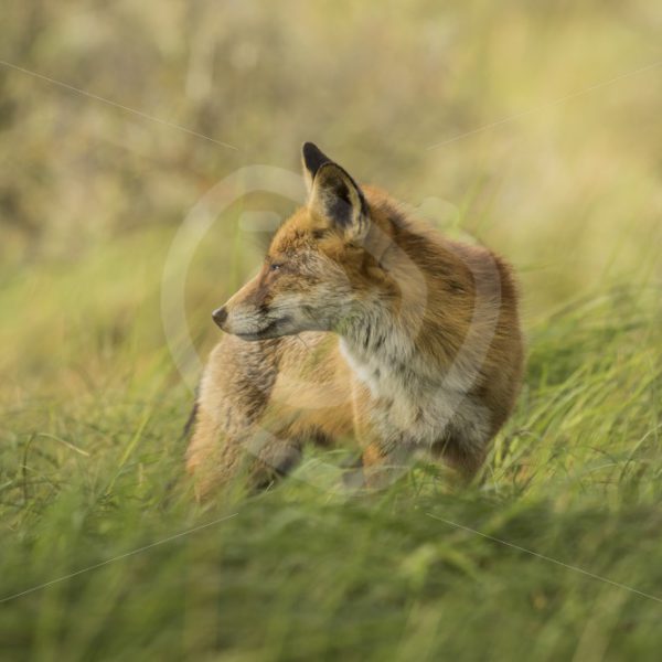 Red fox close up - Nature Stock Photo Agency