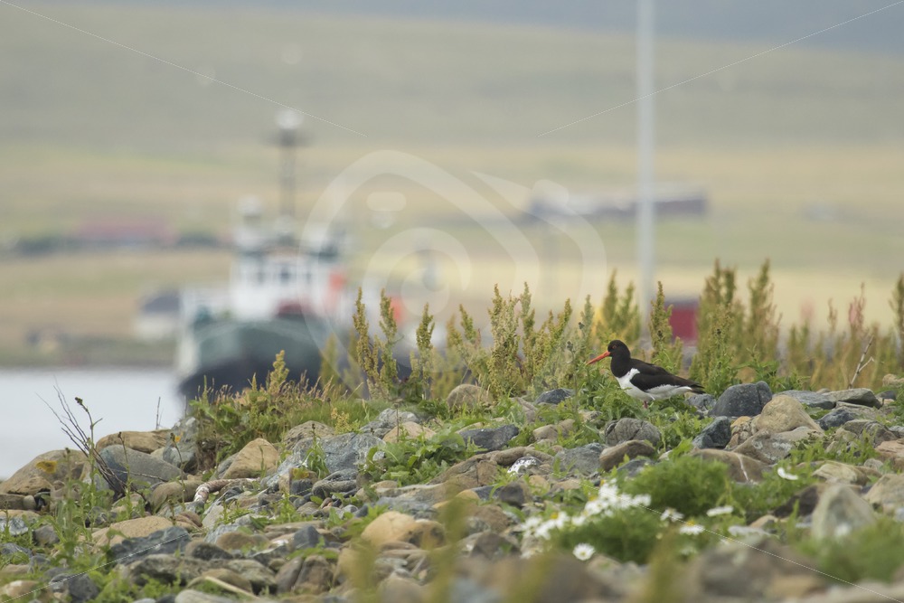 Oystercatcher in Shetland harbour - Nature Stock Photo Agency