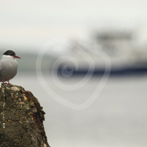 Arctic tern in the harbour, Shetland - Nature Stock Photo Agency