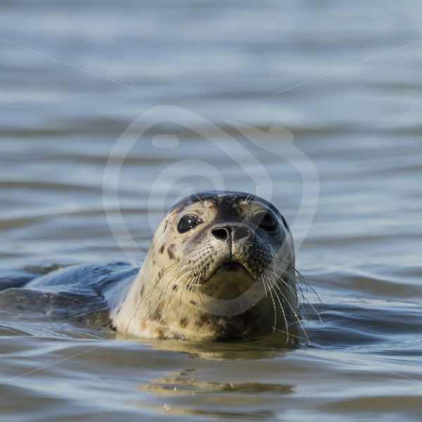 Common harbor seal in North Sea - Nature Stock Photo Agency