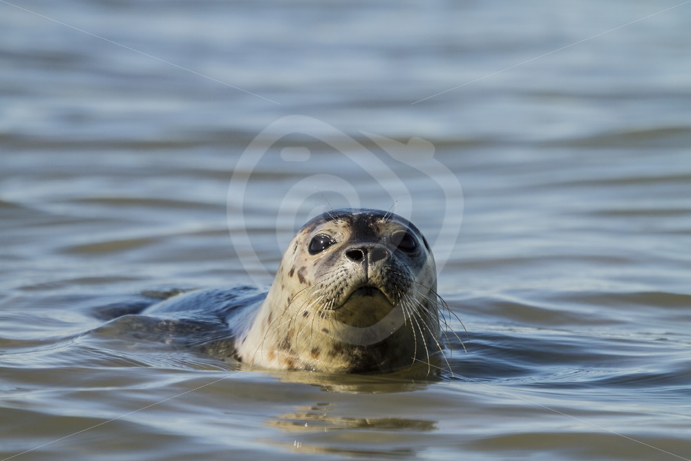 Common harbor seal in North Sea - Nature Stock Photo Agency