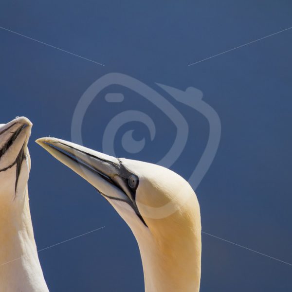 Couple of gannets - Nature Stock Photo Agency