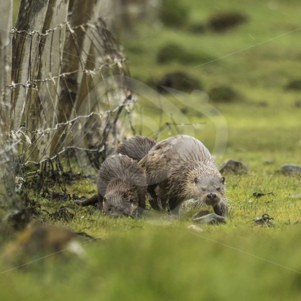 European Otter family in the grassland - Nature Stock Photo Agency