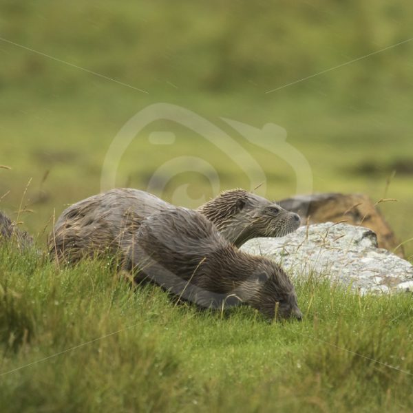 European Otter family in the grassland - Nature Stock Photo Agency