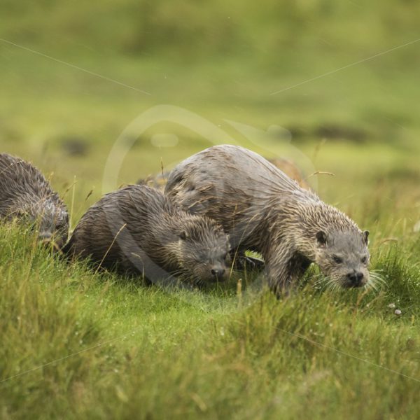 European Otter family in the grassland - Nature Stock Photo Agency