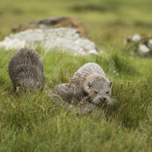European Otter family in the grassland - Nature Stock Photo Agency