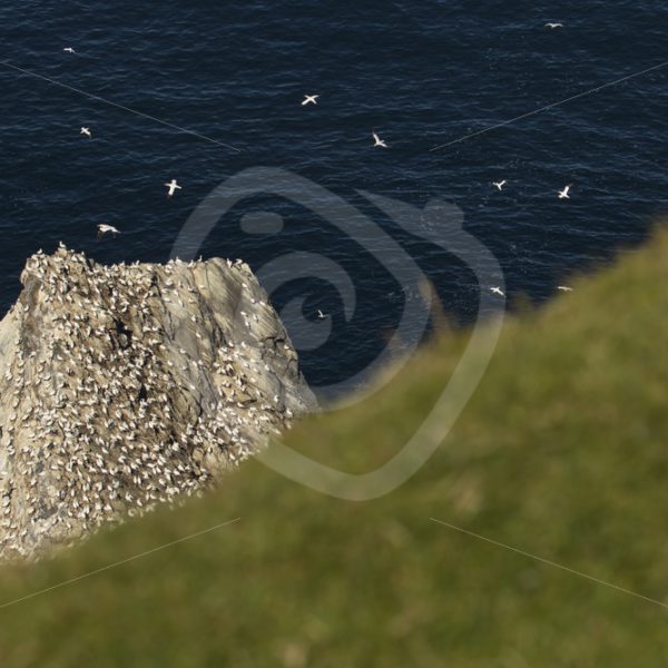 Gannets on Hermaness rock - Nature Stock Photo Agency