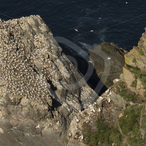 Hermaness coast with gannets - Nature Stock Photo Agency