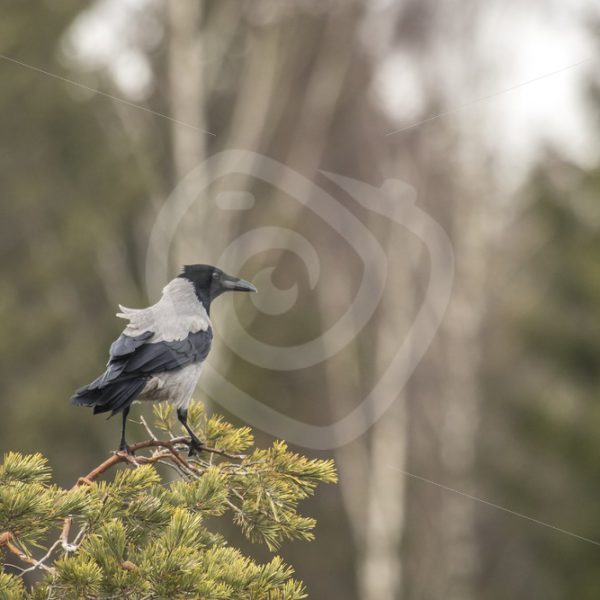 Hooded crow sitting on branch in Sweden - Nature Stock Photo Agency