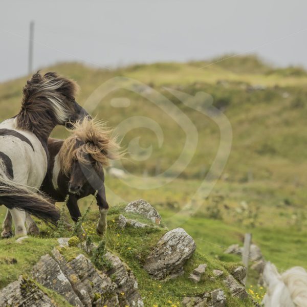 Playing Shetland pony’s - Nature Stock Photo Agency