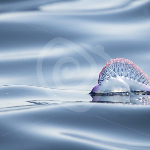 Portuguese Man O War - Nature Stock Photo Agency