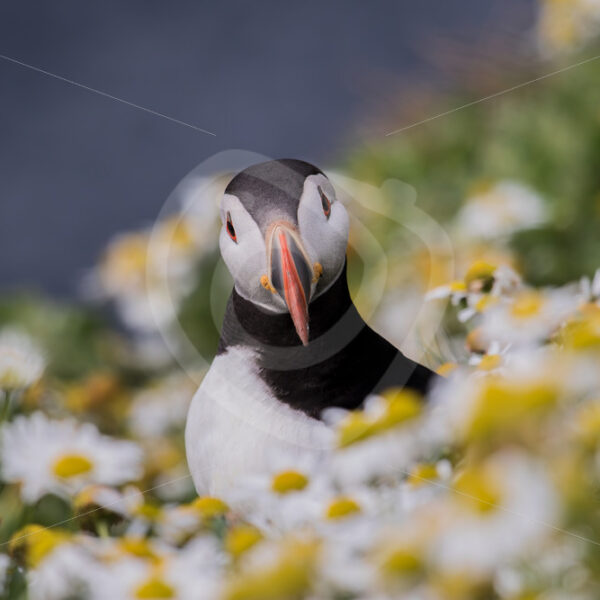 Puffin looking into the lens - Nature Stock Photo Agency