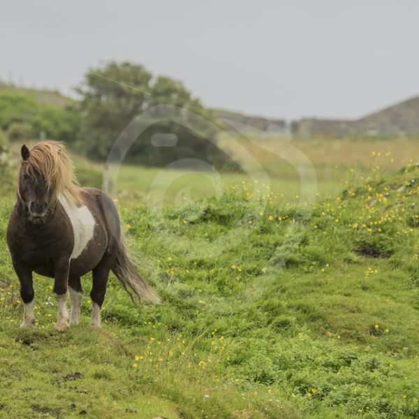 Shetland pony - Nature Stock Photo Agency