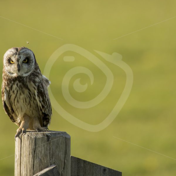 Short eared owl - Nature Stock Photo Agency