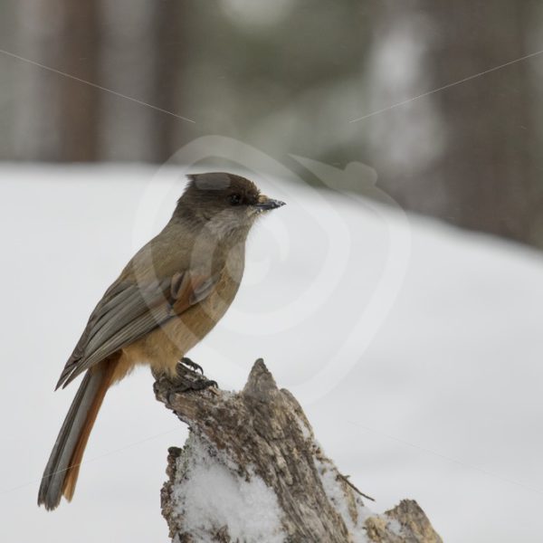 Siberian Jay in snowy Swedish woods - Nature Stock Photo Agency