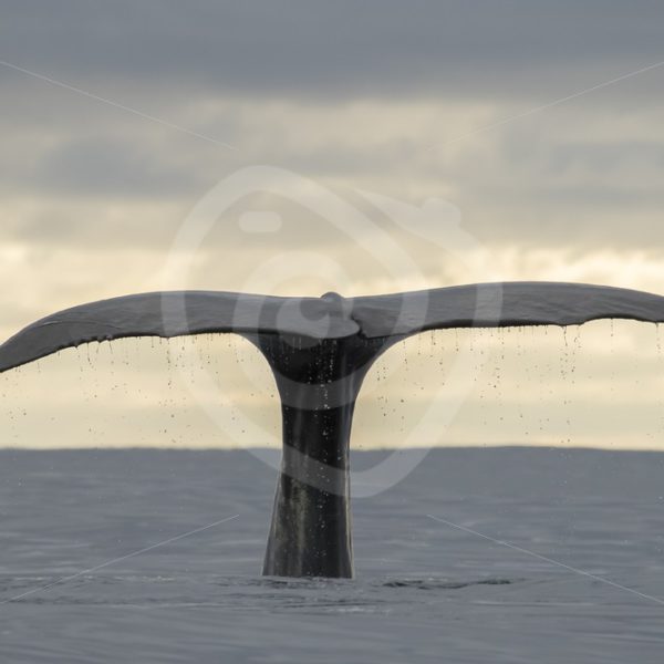 Spermwhale fluke - Nature Stock Photo Agency