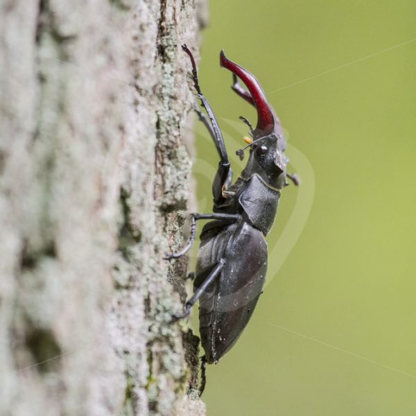 Stag beetle, Veluwe The Netherlands - Nature Stock Photo Agency