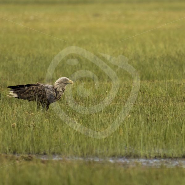 White-tailed eagle in swamp - Nature Stock Photo Agency