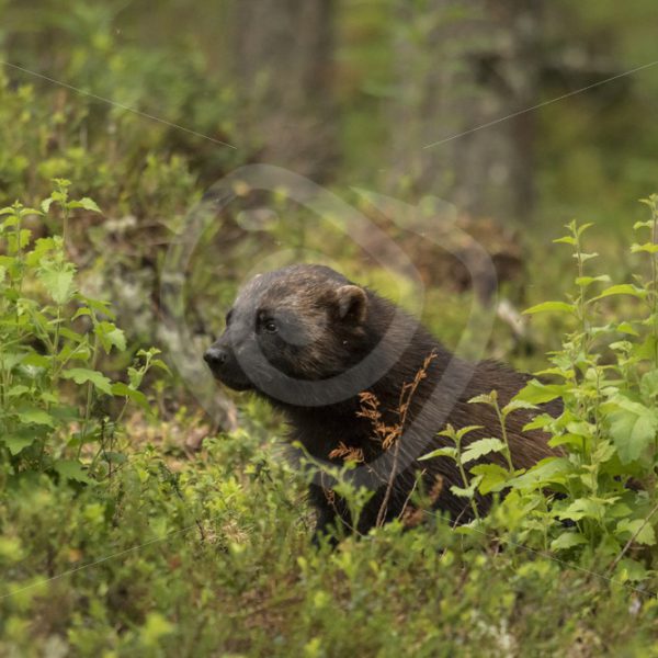 Wolverine in Finnish woods - Nature Stock Photo Agency