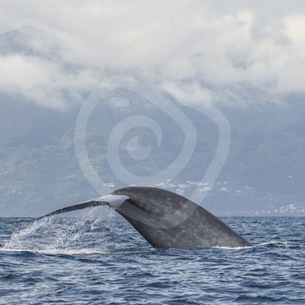 Blue Whale fluking - Nature Stock Photo Agency
