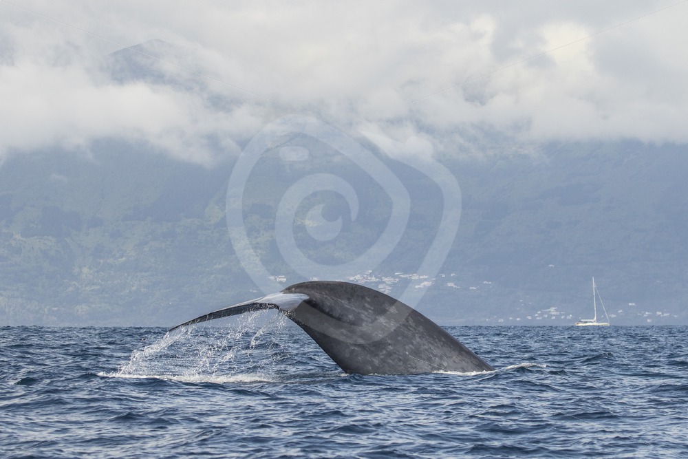 Blue Whale fluking - Nature Stock Photo Agency