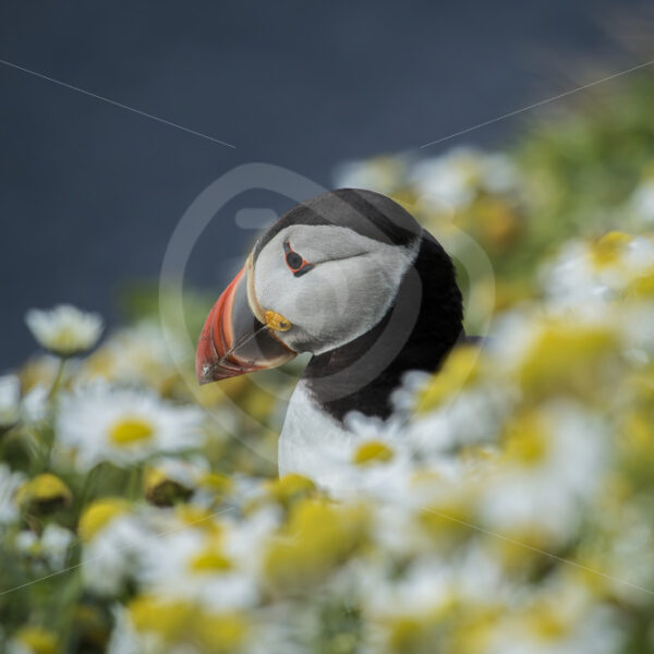 Puffin in Shetland between flowers - Nature Stock Photo Agency