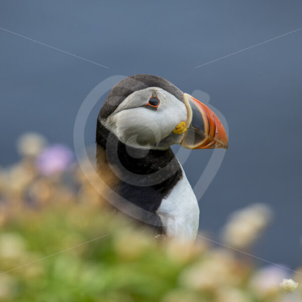 Puffin overlooking cliffs - Nature Stock Photo Agency