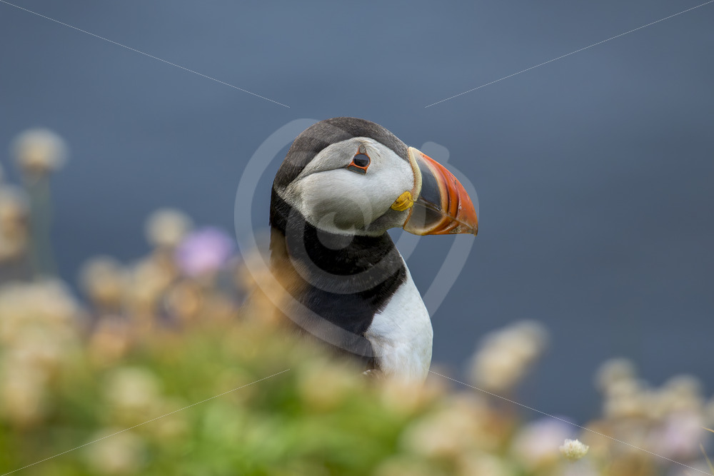 Puffin overlooking cliffs - Nature Stock Photo Agency