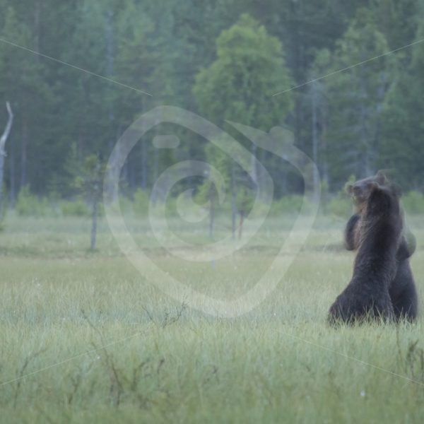 2 young brown bears fighting in the night - Nature Stock Photo Agency