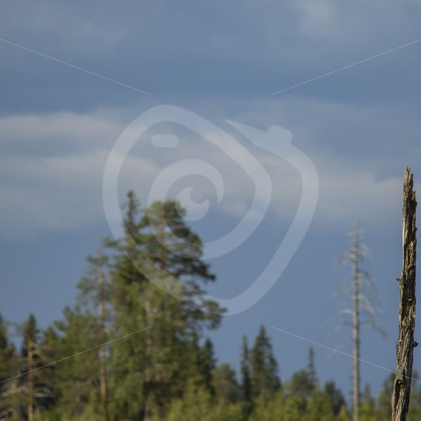 Adult white-tailed eagle sitting on a branch - Nature Stock Photo Agency