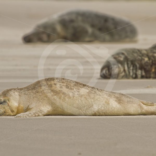 Baby common seal in between grey seals - Nature Stock Photo Agency