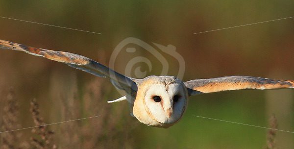 Barn owl horizontal in flight - Nature Stock Photo Agency