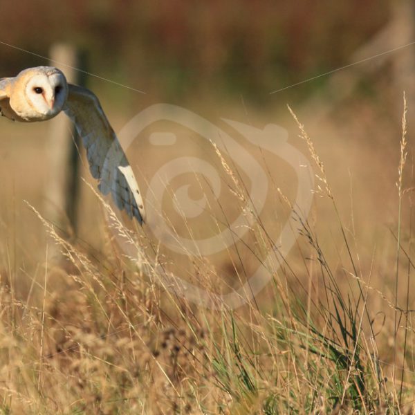 Barn owl in flight - Nature Stock Photo Agency