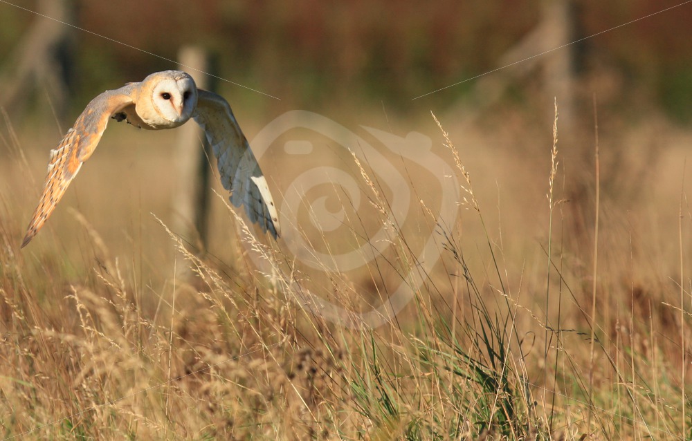 Barn owl in flight - Nature Stock Photo Agency
