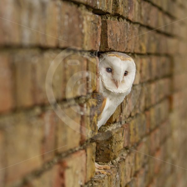 Barn owl peeking from a stone wall - Nature Stock Photo Agency