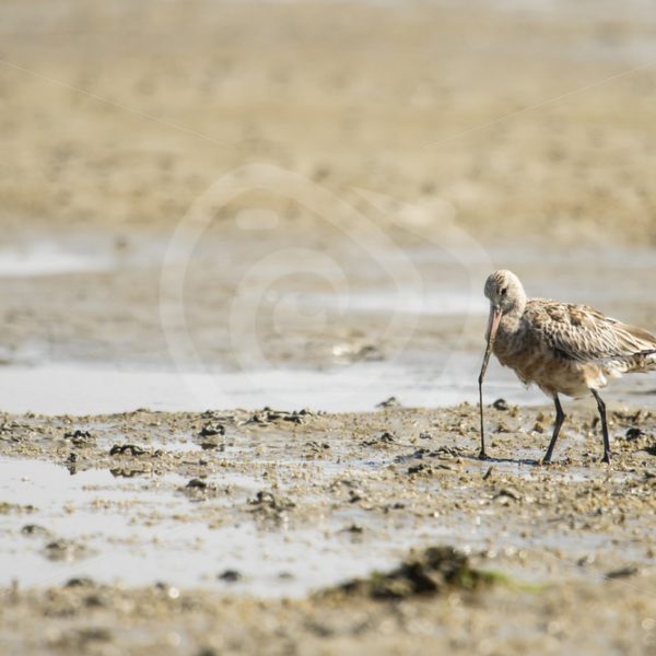 Black-tailed godwit feeding - Nature Stock Photo Agency