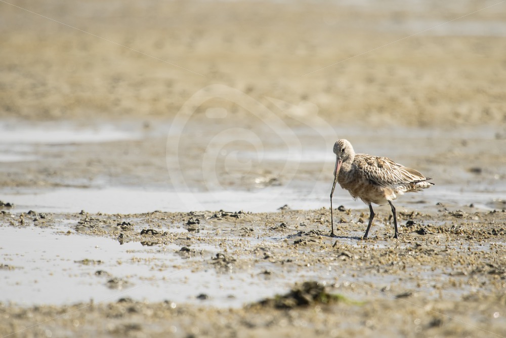 Black-tailed godwit feeding - Nature Stock Photo Agency