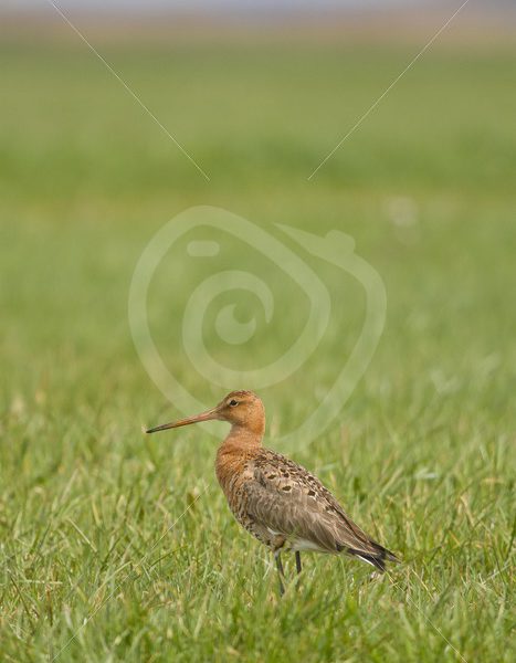 Black tailed godwit in a meadow - Nature Stock Photo Agency