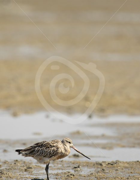 Black-tailed godwit on the beach - Nature Stock Photo Agency